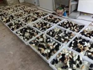 பார்ம் கோழி குஞ்சு