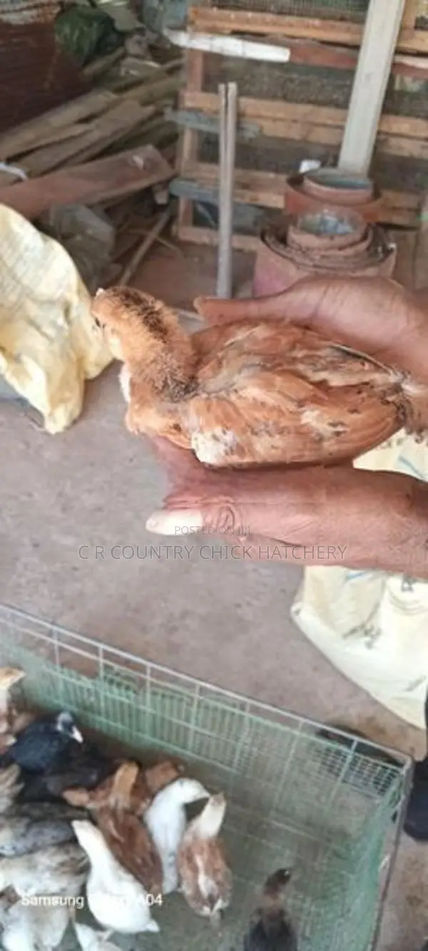 முட்டை கோழி குஞ்சு