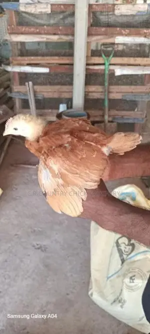 முட்டை கோழி குஞ்சு