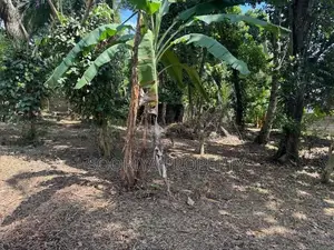 ඉහළ වැදගත් පරිසරයකින් ඉඩමක් විකිණීමට ඇත - Piliyandala