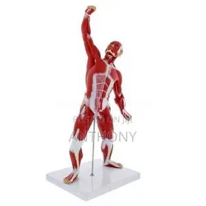Muscle Figure A341