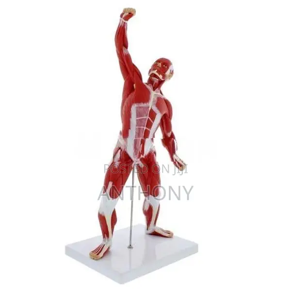 Muscle Figure A341