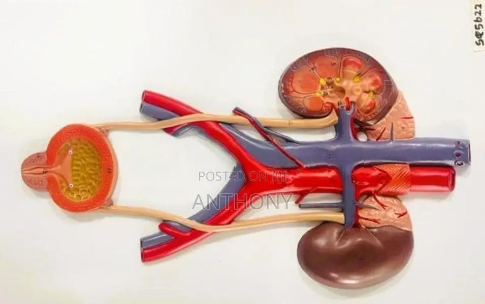 Relief Model of Urinary System A568