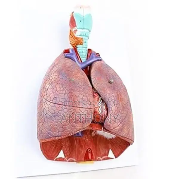 Larynx, Heart and Lung Model A430