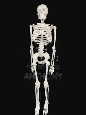 Skeleton Model