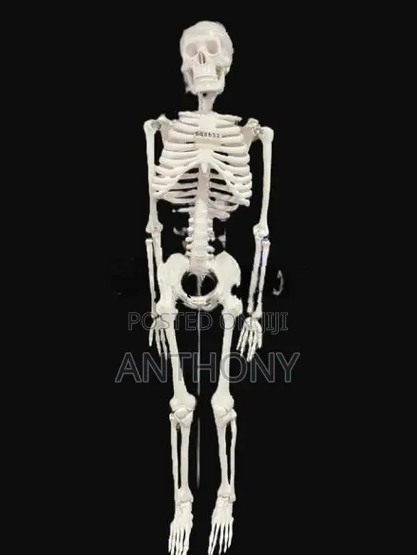 Skeleton Model