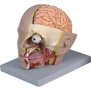 Head With Brain Model C632