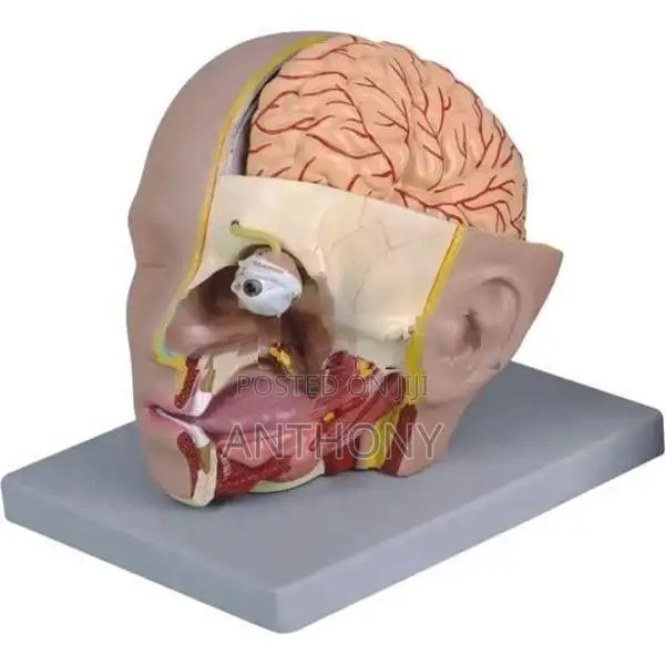Head With Brain Model C632