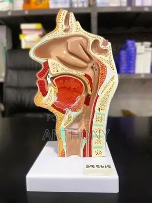 Upper Respiratory Tract Model A521
