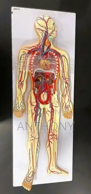 Human Circulatory System – 2 Parts A438