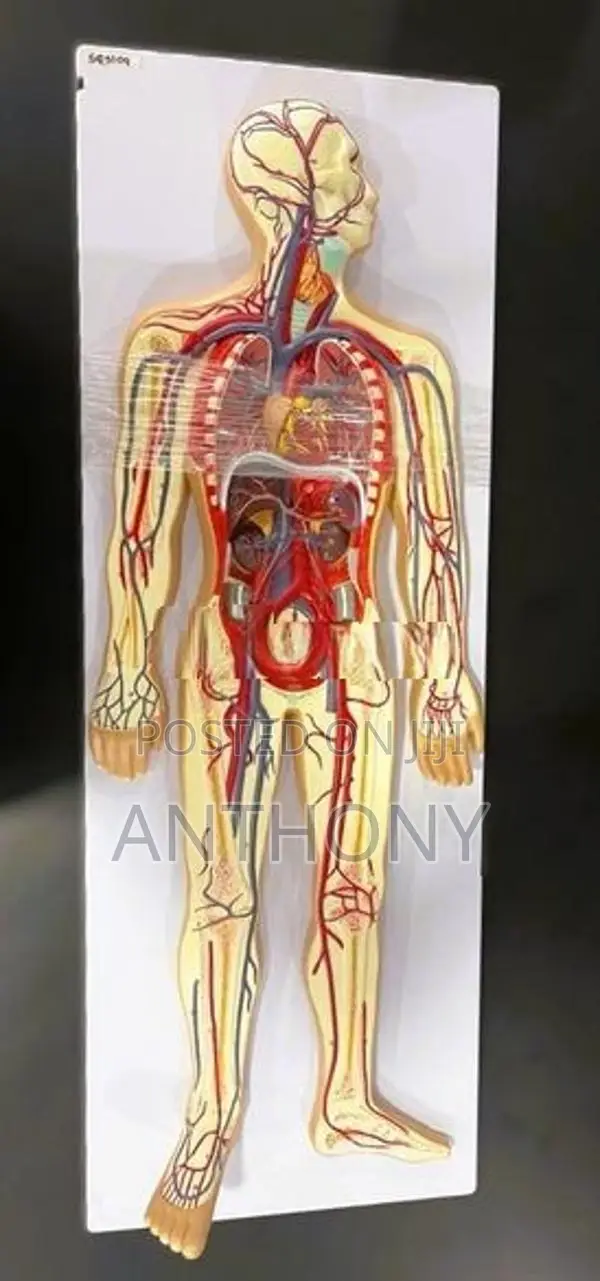 Human Circulatory System – 2 Parts A438
