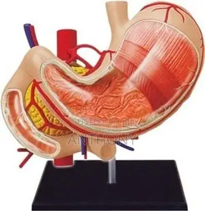 4D Stomach Model A458