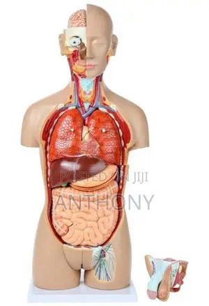 Dual-Sex Exchangeable Torso / 27 Parts