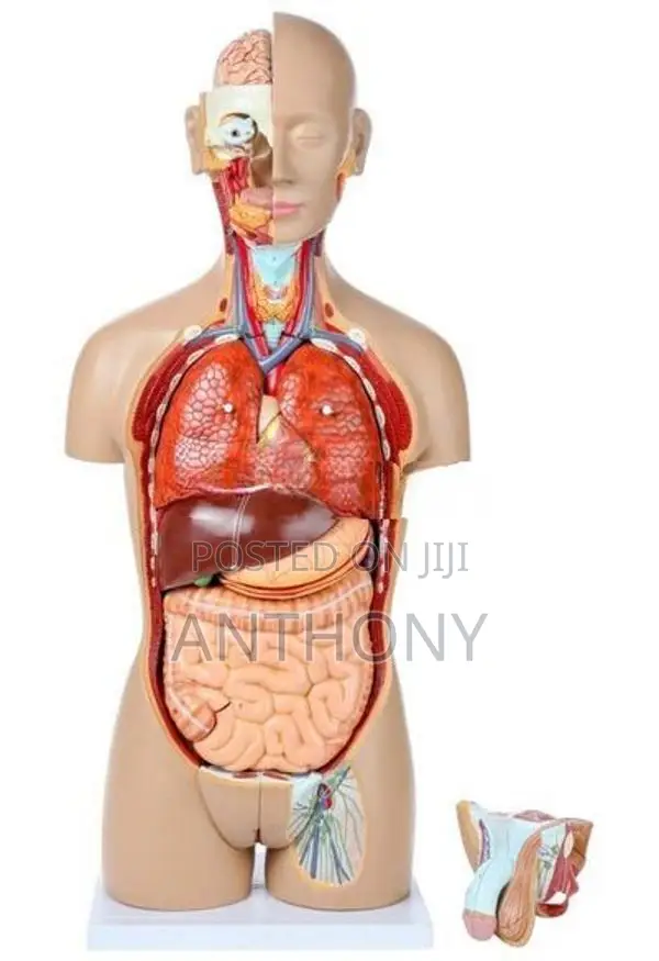 Dual-Sex Exchangeable Torso / 27 Parts