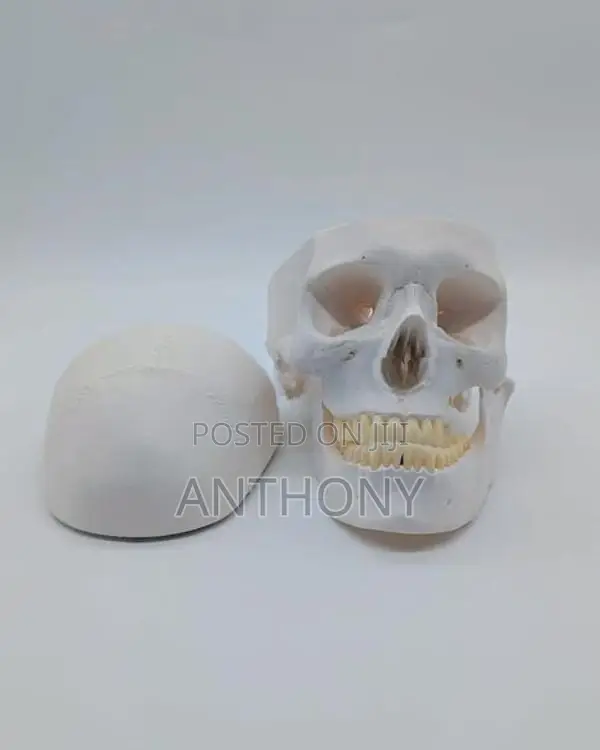 Classical Skull, A150