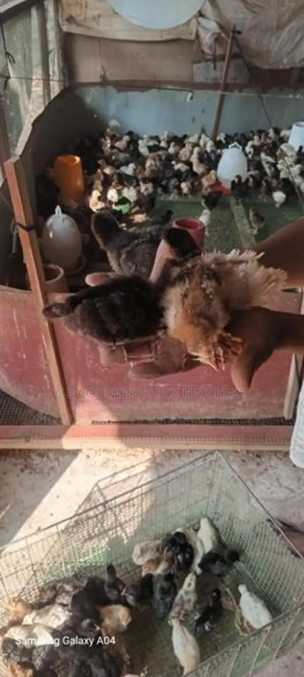 10 Days Old Chick