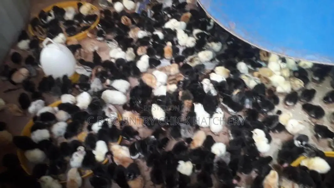 ගම් කුකුල් පැටව්
