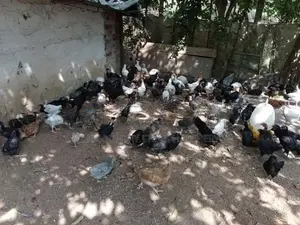 කුකුල් පැටව්