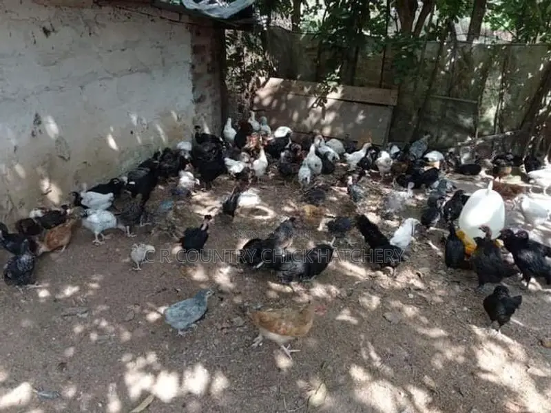 කුකුල් පැටව්