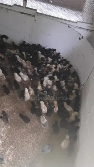 ගම් කුකුල් පැටව්