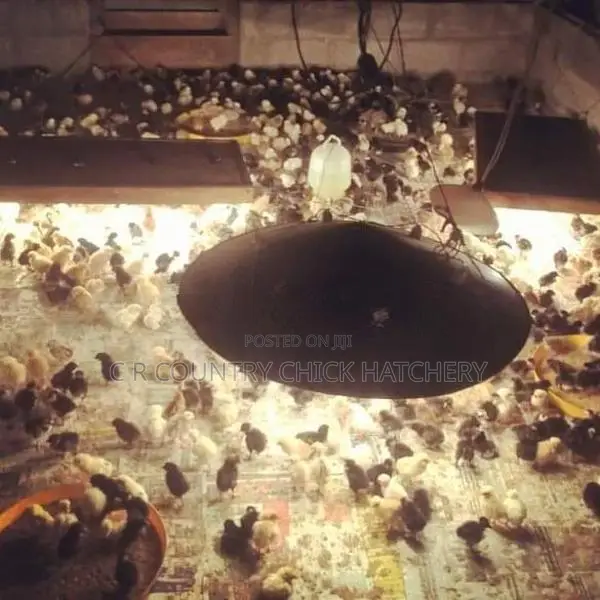 ගම් කුකුල් පැටව්