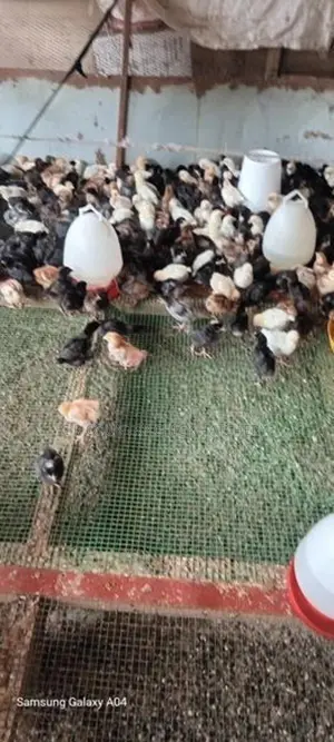 10 Days Old Chick