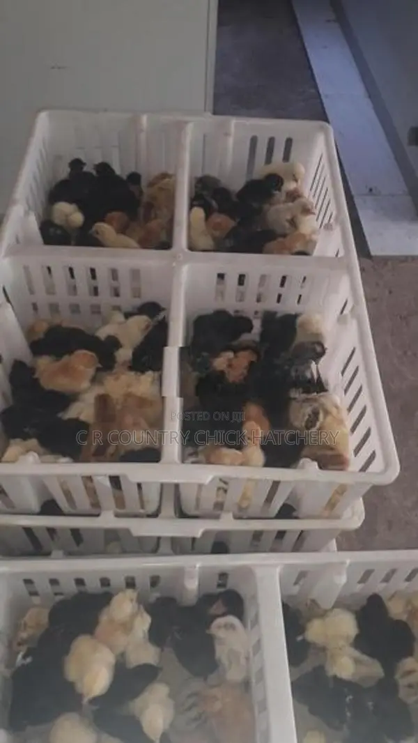 ගම් කුකුල් පැටව්