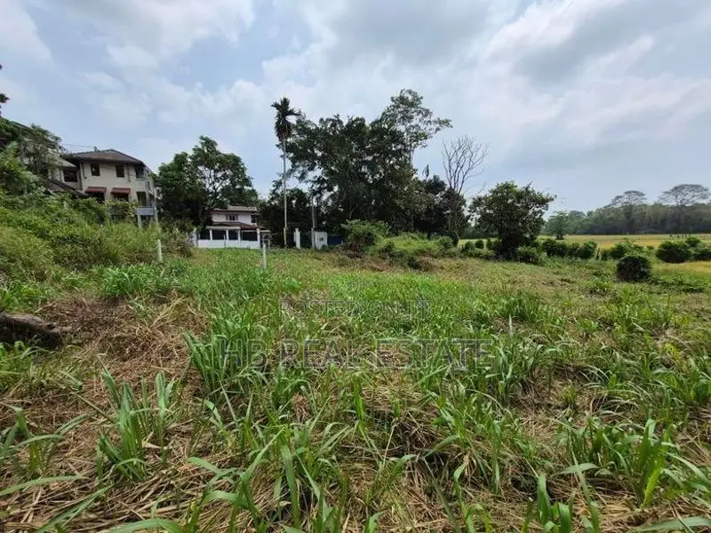 53.5 P Paddy Fields Facing Bare Land for Sale - Udawatta