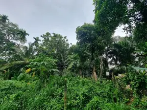 හයිවේ එකට විනාඩි 10ක දුරින් වටිනා ඉඩමක්