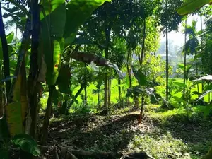 Paddy field Facing Land For Sale Kadawatha කඩවත