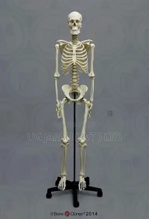 Human Skeleton Full Body