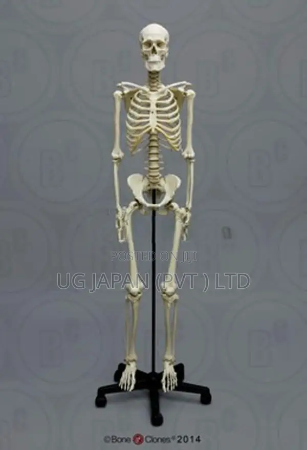 Human Skeleton Full Body