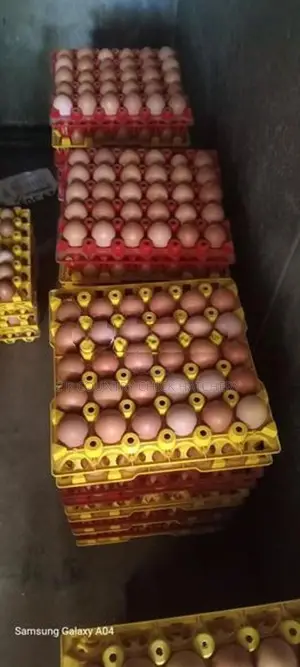 Hatching Eggs