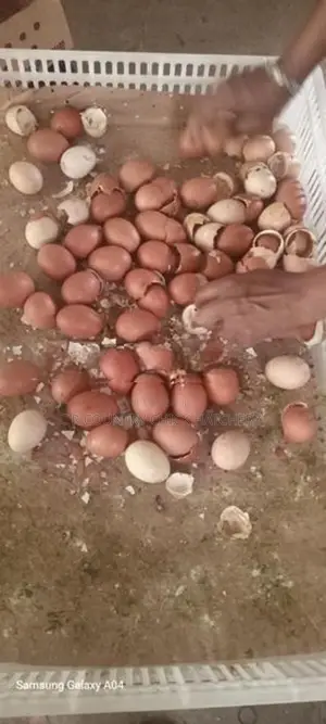Hatching Eggs