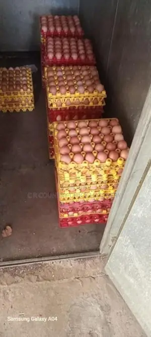 Hatching Eggs