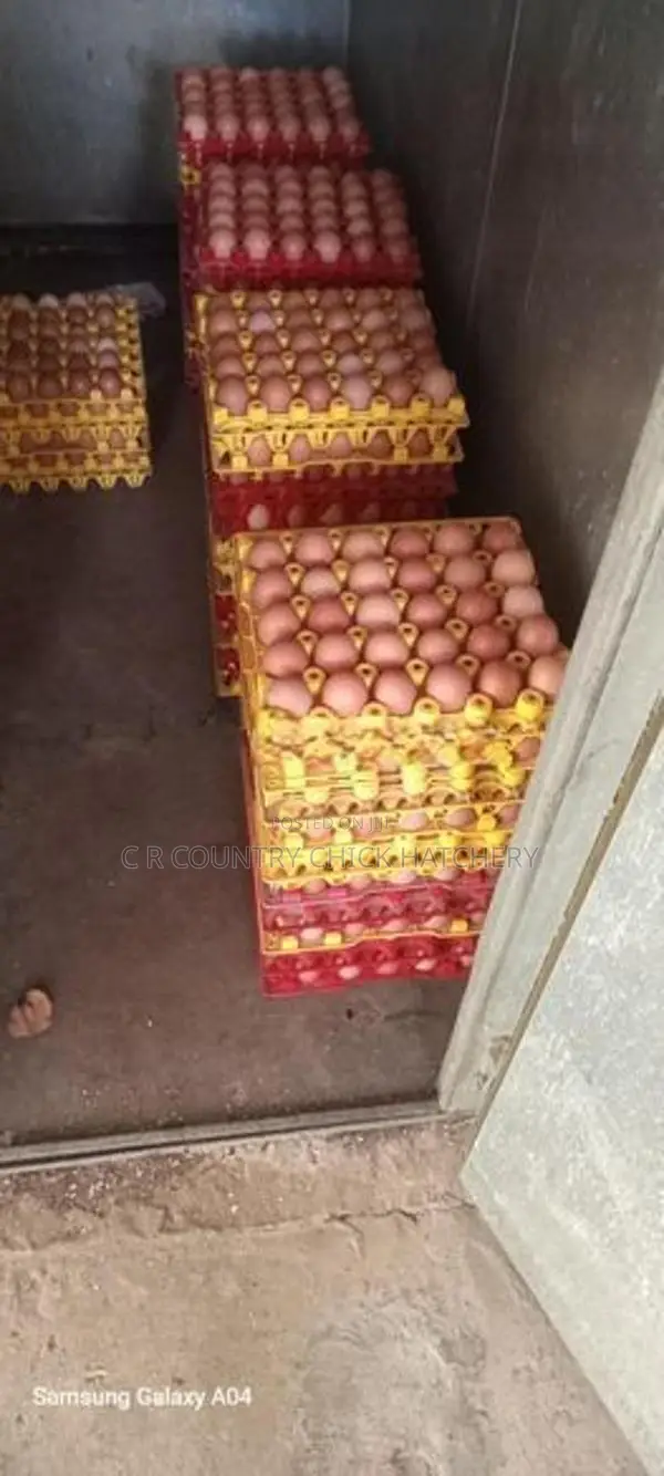 Hatching Eggs