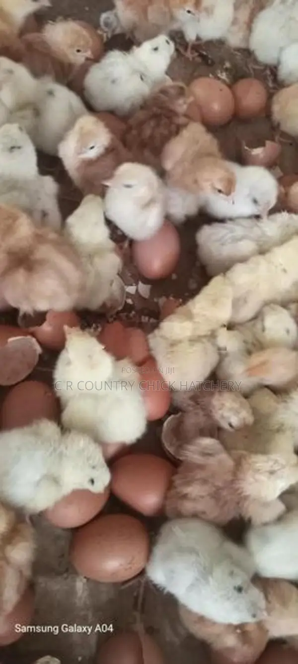 முட்டை கோழி குஞ்சு