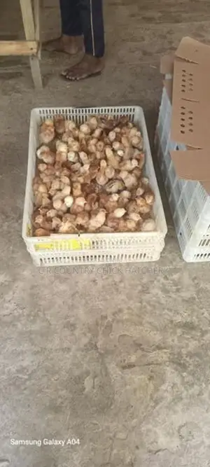 முட்டை கோழி குஞ்சு