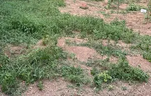 Galpatha : 86 perches Land for Sale at Pathakada