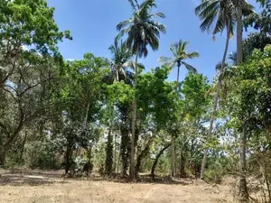 Agunakolapelessa Land for Sale