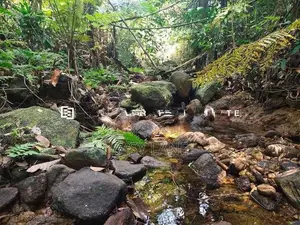 ⛰️ රත්නපුර – ඇළ පාරට මායිම් අක්කර 2.5, ලක්ෂ 28 යි 🌊