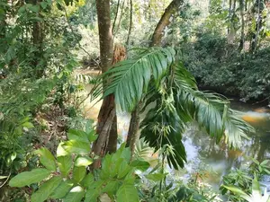 Meepe 10 Perches Land for Sale at Thummodara
