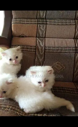Persian Cat