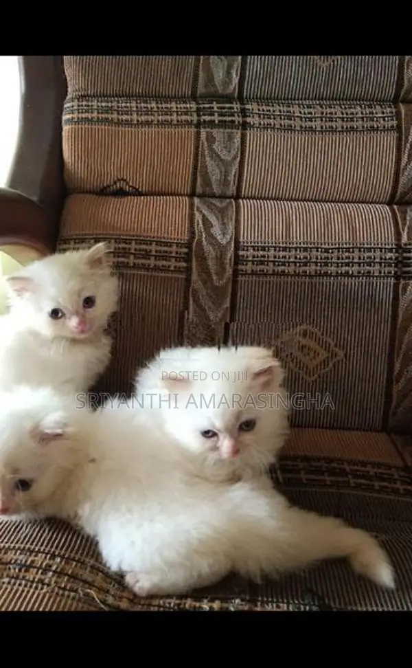 Persian Cat