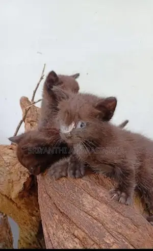 Persian Cat