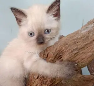 Persian Cat