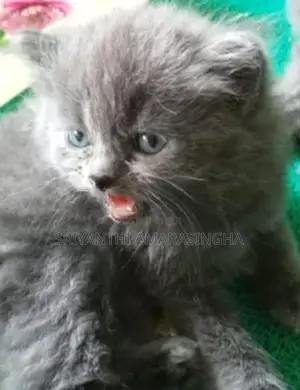 Persian Cat