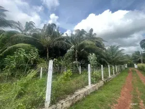 Coconut Grown Land Facing Anamaduwa Putlam Bus Rd - 200 perches