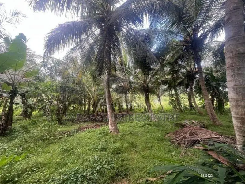 Coconut Grown Land Facing Anamaduwa Putlam Bus Rd - 200 perches