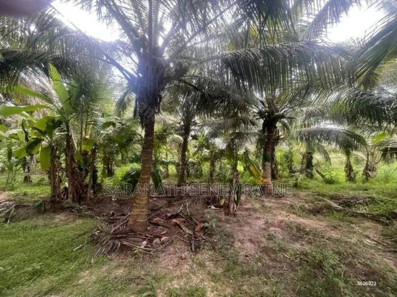 Coconut Grown Land Facing Anamaduwa Putlam Bus Rd - 200 perches